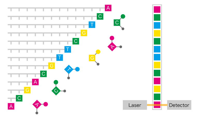 Measurement flow of the Sanger sequencing