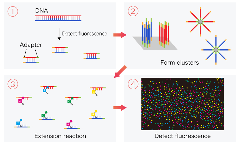 Measurement flow of the next-generation sequencing